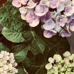 「初夏の朝
徐々に色づいていく紫陽花の
美…」(1枚目)
