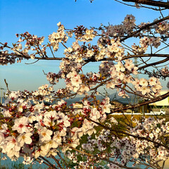 桜🌸 朝のウォーキング中に撮影😄🎶桜🌸が既に満…(3枚目)