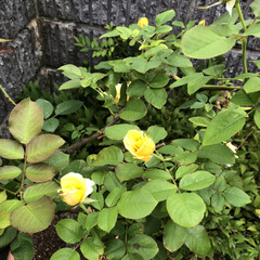 ガーデニング お庭の黄色い薔薇が咲きました😄🎶秋の薔薇…(1枚目)