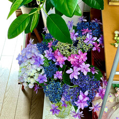 「玄関に庭に咲いている紫陽花を飾ってみまし…」(2枚目)