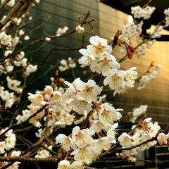 住まい サクランボの桜は梅の花に似ています。🌸🤗(1枚目)