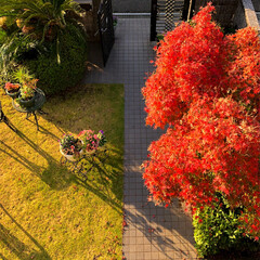 住まい/ここが好き 春と秋、この季節の我家の庭が好きです。😊💕(2枚目)