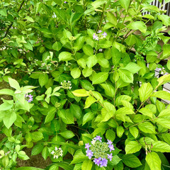 ガーデニング 今年も庭に紫陽花🌸が綺麗に咲いてくれまし…(2枚目)