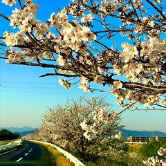 桜🌸 朝のウォーキング中に撮影😄🎶桜🌸が既に満…(2枚目)