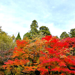 お出掛け 福岡にも紅葉🍁が観れる季節になってきまし…(2枚目)