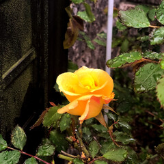 住まい この暖かさで、一輪だけ黄色い薔薇が咲きま…(1枚目)