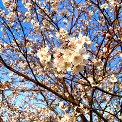 桜🌸 朝のウォーキング中に撮影😄🎶桜🌸が既に満…(4枚目)
