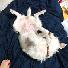 寝る/ペット/犬 おやすみなさーい💤

私のベッドで気持ち…(1枚目)