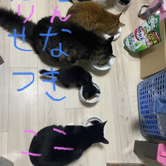 「5/18黒子猫ツキちゃん保護
娘宅にいっ…」(1枚目)