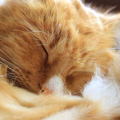 猫/ニャンコ/ニャン/ニャン子 涼しげに安心しきって昼寝をしていたところ…(1枚目)