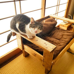 木工作品/木工/ソファー/DIY/猫 お猫様専用ソファーをDIYしてみました(…(2枚目)