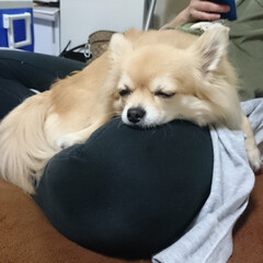ポメラニアンとチワワ/ミックス犬/ペット 最近シェリルが可愛すぎて
パシャパシャ写…