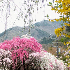 春のフォト投稿キャンペーン わたらせ渓谷鐵道近辺のハナモモ・しだれ桜(2枚目)