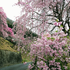 春のフォト投稿キャンペーン わたらせ渓谷鐵道近辺のハナモモ・しだれ桜(1枚目)