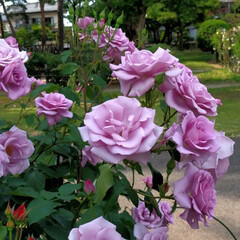 令和元年フォト投稿キャンペーン 前橋市・敷島公園に
ある“青いバラ”です…(1枚目)
