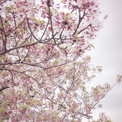 春のフォト投稿キャンペーン 桜🌸
(1枚目)
