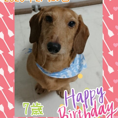 犬猫用/誕生日ケーキ/お祝い/いつまでも/元気でいてね/ゆきちさん/... ゆきちさん
7歳の誕生日おめでとう🎶✨😆…(1枚目)