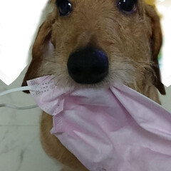 風邪には注意/ワイヤーダックス/LIMIAペット同好会/ペット/犬/うちの子自慢 仕事へ行く準備をする私
ソワソワしだすゆ…
