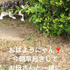 パトロール/スコティッシュフォールド/散歩/こむぎ/せん/早起き/... おはようございます♡
今朝は5時過ぎに起…