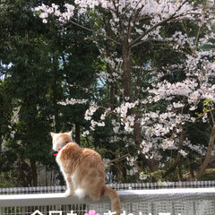 猫と桜/フォロー大歓迎/ペット/猫/春の一枚 おはようございます^o^
今朝の状況です…(1枚目)