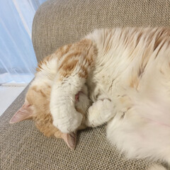ペット/猫 寝る姿勢はいつもこの体勢
気持ちいいニャ(2枚目)