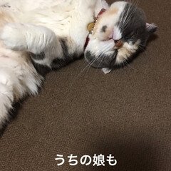 猫/せん部長🐽/おやすみなさい⭐/令和元年フォト投稿キャンペーン 寝ました♡笑えます
今日は早めに寝ますお…(2枚目)