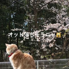 猫と桜/フォロー大歓迎/ペット/猫/春の一枚 おはようございます^o^
今朝の状況です…(2枚目)