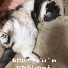 こむぎ課長/せん部長/スコテッシュフォールド立ち耳/スコテッシュフォールド垂れ耳/リミアの冬暮らし/フォロー大歓迎 おはようございます☀️🐔💓
今朝もニャン…