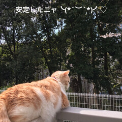 猫と桜/フォロー大歓迎/ペット/猫/春の一枚 おはようございます^o^
今朝の状況です…(3枚目)
