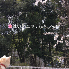 猫と桜/フォロー大歓迎/ペット/猫/春の一枚 おはようございます^o^
今朝の状況です…(4枚目)
