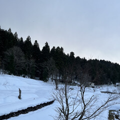 雪/風景/雪景色 雪がチラチラ降ってきました❄️(1枚目)