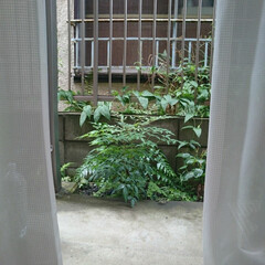 ガーデニング/窓から見た庭/日本庭 窓から見た庭(1枚目)