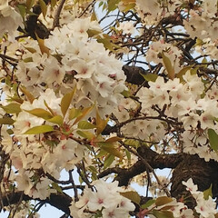 花/桜/垂れ桜 ソメイヨシノ🌸が終わり、垂れ桜が見頃に✨…(2枚目)