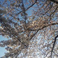 お花見/一瞬/綺麗/満開/開花/桜 例年にない早さで開花し、
あっと言う間に…(2枚目)