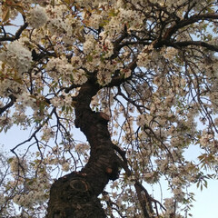 花/桜/垂れ桜 ソメイヨシノ🌸が終わり、垂れ桜が見頃に✨…(3枚目)
