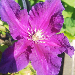 紫/花/多肉植物/小さな花壇/クレマチス クレマチス✨
白が咲いて終わると紫が咲い…(1枚目)