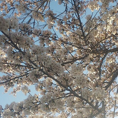 お花見/一瞬/綺麗/満開/開花/桜 例年にない早さで開花し、
あっと言う間に…(1枚目)