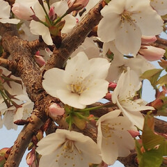 花/桜/垂れ桜 ソメイヨシノ🌸が終わり、垂れ桜が見頃に✨…(1枚目)