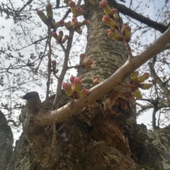 つくし/四季桜/乙女椿/忘れな草/桜もうすぐ/春/... LIMIAで満開の桜を見ますが、地元はま…(1枚目)