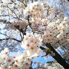 お花見/桜/春のフォト投稿キャンペーン/おでかけ/風景/おでかけワンショット/... ようやくこちらの桜🌸も満開です＼(^o^…(4枚目)