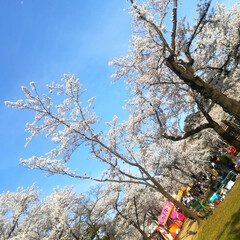 お花見/桜/春のフォト投稿キャンペーン/おでかけ/風景/おでかけワンショット/... ようやくこちらの桜🌸も満開です＼(^o^…(8枚目)