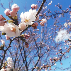 春の空/夕焼け/青空/白とピンク/桜/オオイヌノフグリ/... 今日はとてもいいお天気でしたが、風が冷た…(7枚目)