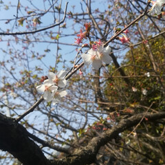 つくし/四季桜/乙女椿/忘れな草/桜もうすぐ/春/... LIMIAで満開の桜を見ますが、地元はま…(6枚目)