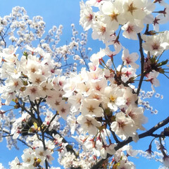 お花見/桜/春のフォト投稿キャンペーン/おでかけ/風景/おでかけワンショット/... ようやくこちらの桜🌸も満開です＼(^o^…(7枚目)