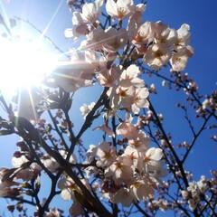 春の空/夕焼け/青空/白とピンク/桜/オオイヌノフグリ/... 今日はとてもいいお天気でしたが、風が冷た…(1枚目)