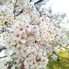 お花見/桜/春のフォト投稿キャンペーン/おでかけ/風景/おでかけワンショット/... ようやくこちらの桜🌸も満開です＼(^o^…(9枚目)