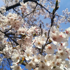 お花見/桜/春のフォト投稿キャンペーン/おでかけ/風景/おでかけワンショット/... ようやくこちらの桜🌸も満開です＼(^o^…(5枚目)