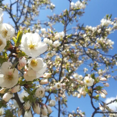 春の空/夕焼け/青空/白とピンク/桜/オオイヌノフグリ/... 今日はとてもいいお天気でしたが、風が冷た…(6枚目)