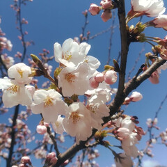 春の空/夕焼け/青空/白とピンク/桜/オオイヌノフグリ/... 今日はとてもいいお天気でしたが、風が冷た…(5枚目)