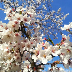お花見/桜/春のフォト投稿キャンペーン/おでかけ/風景/おでかけワンショット/... ようやくこちらの桜🌸も満開です＼(^o^…(6枚目)